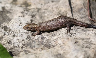 Image showing Small lizard on a rock