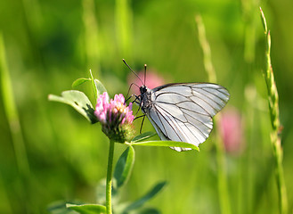 Image showing White butterfly sits on a clover