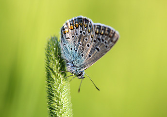 Image showing The blue butterfly sitting on the grass