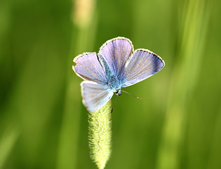 Image showing The blue butterfly sitting on the grass