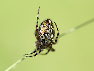 Image showing Spider sitting on web