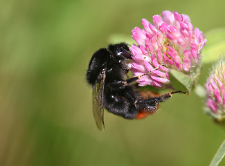 Image showing Bumblebee sitting on clover