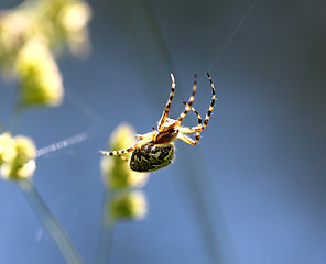 Image showing The spider is sitting on a spider web