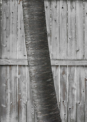 Image showing Birch Tree Trunk