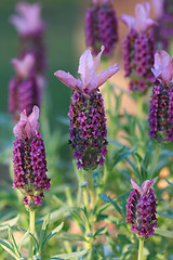 Image showing Lavender growing  in the afternoon sun