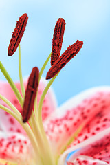 Image showing Beautiful Pink Stargazer Lily Flower