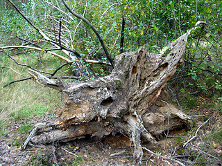 Image showing The rotten fallen off tree in a forest