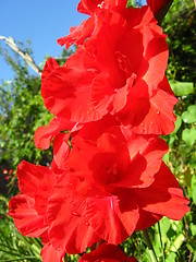 Image showing beautiful flower of gladiolus