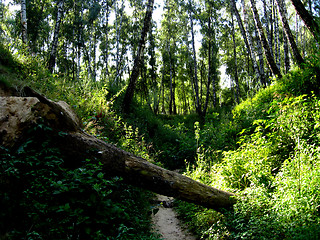 Image showing big ravine in birchwood in the summer