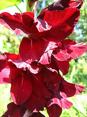 Image showing beautiful flower of gladiolus