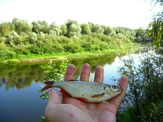 Image showing Beautiful rudd laying in the hand