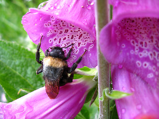 Image showing Bumblebee in a flower of lilac bluebell