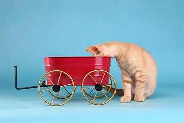 Image showing Little Orange Tabby Kitten in Studio