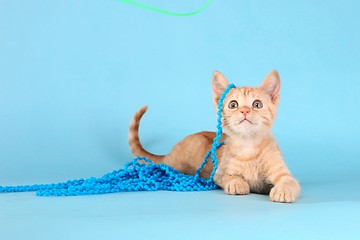 Image showing Little Orange Tabby Kitten in Studio