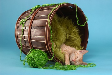 Image showing Little Orange Tabby Kitten in Studio