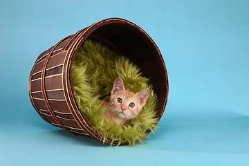 Image showing Little Orange Tabby Kitten in Studio