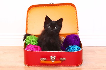 Image showing Kitten in a Case Filled with Yarn