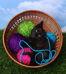 Image showing Adorable Kitten in a Case Filled with Yarn 