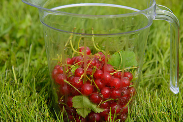 Image showing Currants in measuring cup