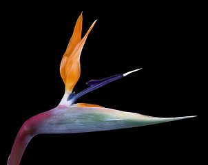 Image showing Strelitzia