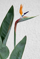 Image showing Strelitzia