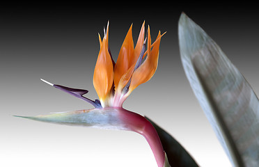 Image showing Strelitzia