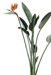 Image showing Strelitzia