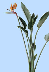 Image showing Strelitzia