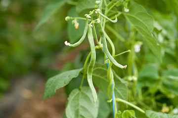 Image showing fresh green beans plant in garden macro closeup in summer