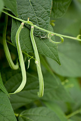 Image showing fresh green beans plant in garden macro closeup in summer