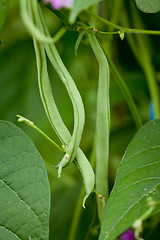 Image showing fresh green beans plant in garden macro closeup in summer