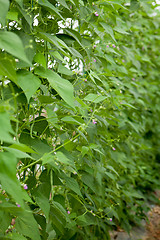 Image showing fresh green beans plant in garden macro closeup in summer