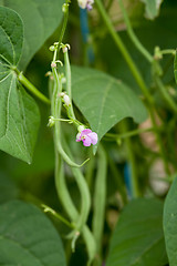 Image showing fresh green beans plant in garden macro closeup in summer