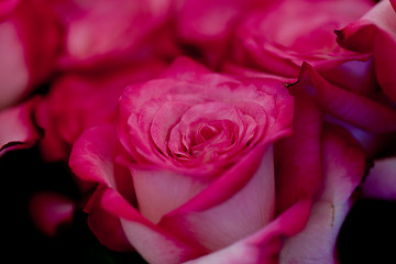 Image showing colorful beautiful roses flowers macro closeup card background