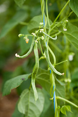 Image showing fresh green beans plant in garden macro closeup in summer