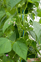 Image showing fresh green beans plant in garden macro closeup in summer