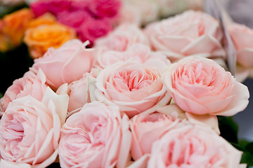 Image showing colorful beautiful roses flowers macro closeup card background