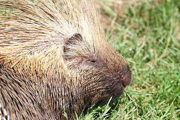 Image showing North American porcupine portrait