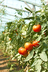 Image showing Tomatoes tassel in greenhouse