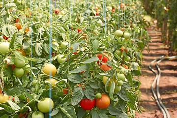 Image showing Ripening tomatoes in greenhouse