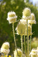 Image showing Teasel flowers close up