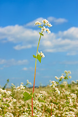 Image showing Buckwheat inflorescence above field