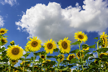 Image showing Field of sunflowers in summer