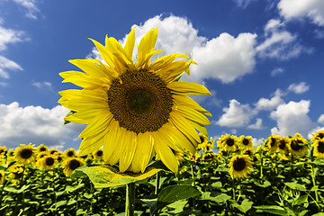 Image showing Sunflower on blue sky