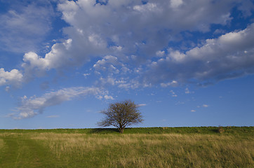 Image showing Lonely tree