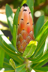 Image showing Unopened flowe rhead of Protea Sugarbush Featherbush