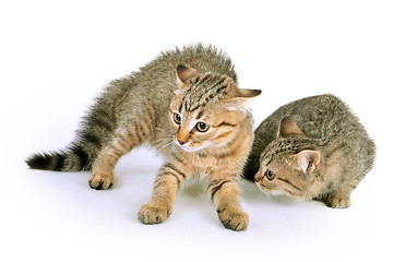 Image showing scared kittens