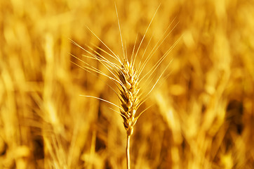 Image showing closeup wheat ear on golden harvest