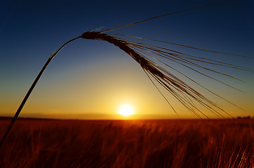 Image showing ears of ripe wheat on evening