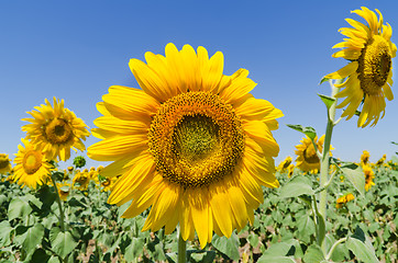 Image showing beautiful sunflowers against blue sky